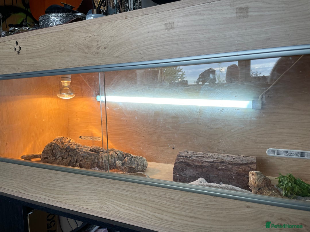 Bearded Dragon reptiles for sale: Bearded dragon and full set up - Image 4