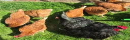 Chickens poultry for sale: Lovely flock of 8 hens, Warrens, mixed in Haywards Heath - Advert 8