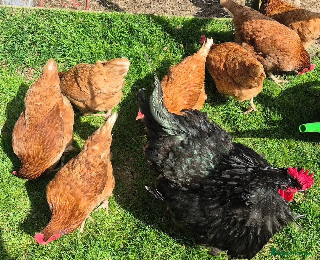 Chickens poultry for sale: Lovely flock of 8 hens, Warrens, mixed in Haywards Heath - Advert 8
