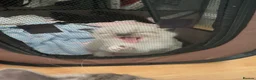 Siamese cats for sale: Beautiful siamese mixed breed kittens - Advert 35