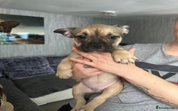 French Bulldog dogs for sale: Amazing french bulldog  - Image 10