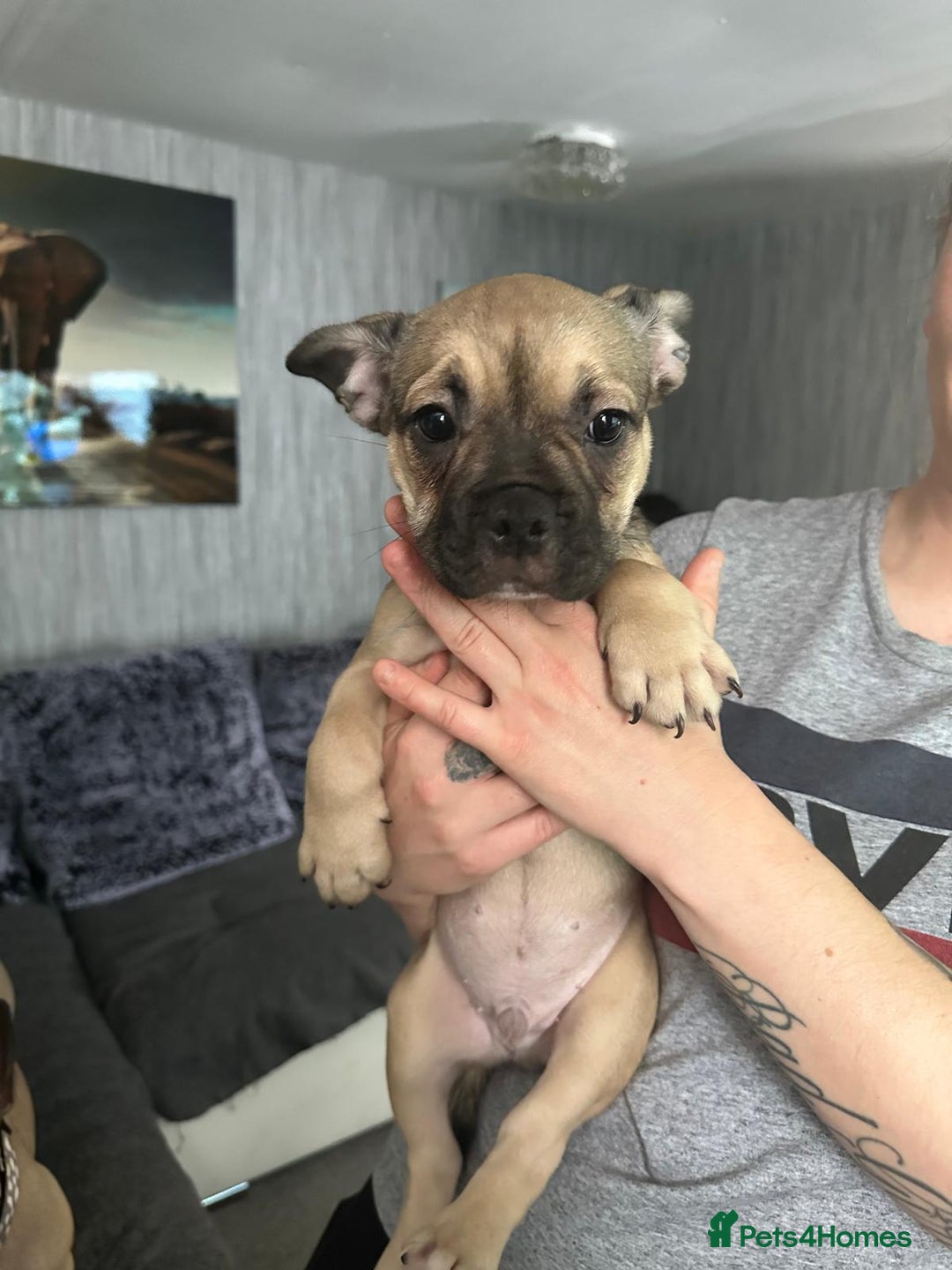 French Bulldog dogs for sale: Amazing french bulldog  - Image 10