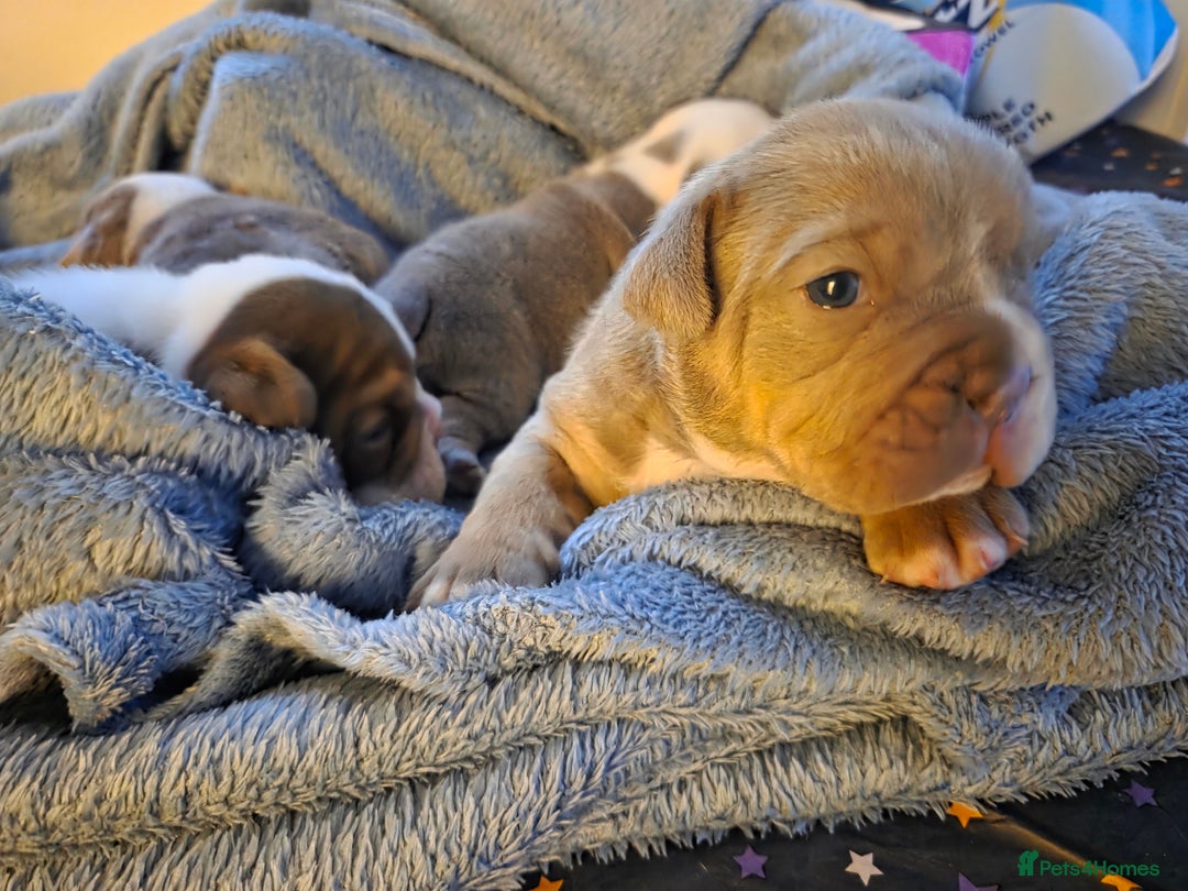 English Bulldog dogs for sale: Beautiful New english bulldogges  - Image 19