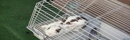 Mixed Breed rabbits for sale: Rabbit  in Portsmouth - Advert 3