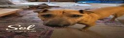 Mixed Breed dogs for adoption: 🚨URGENT🚨PLEASE SAVE SOL  - Advert 6