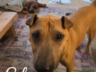 Mixed Breed dogs 🚨URGENT🚨 Sol 🐾 - Advert 2