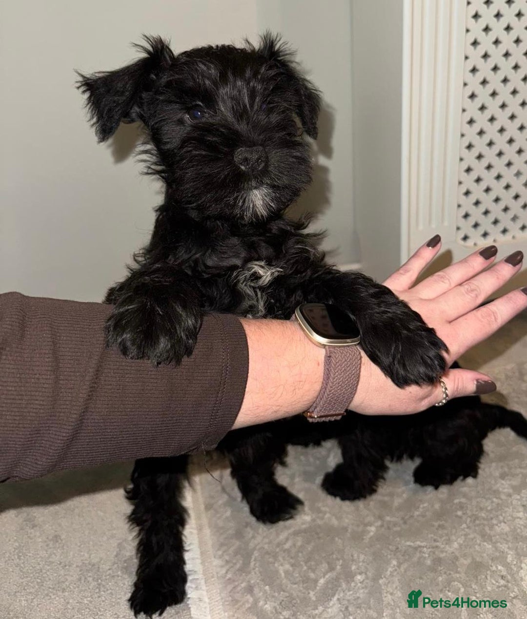 Miniature Schnauzer dogs for sale: KC Pedigree Mini Schnauzer - Advert 13