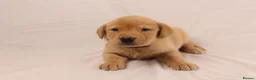 Labrador Retriever dogs for sale: 🐾🧡 BEAUTIFUL WORKING LABRADOR PUPPIES 🧡🐾 - Advert 6