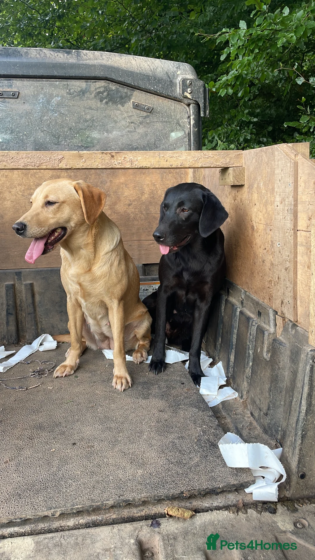 Springador dogs for sale: Springerdor - Advert 1