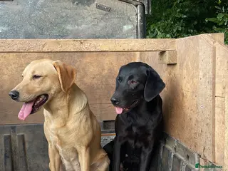 Springador dogs Springerdor - Advert 3