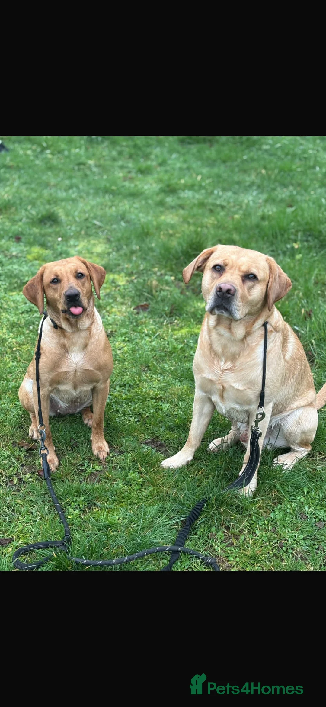 Labrador Retriever dogs for stud: Golden Labrador Stud – 3 Years Old - Advert 2