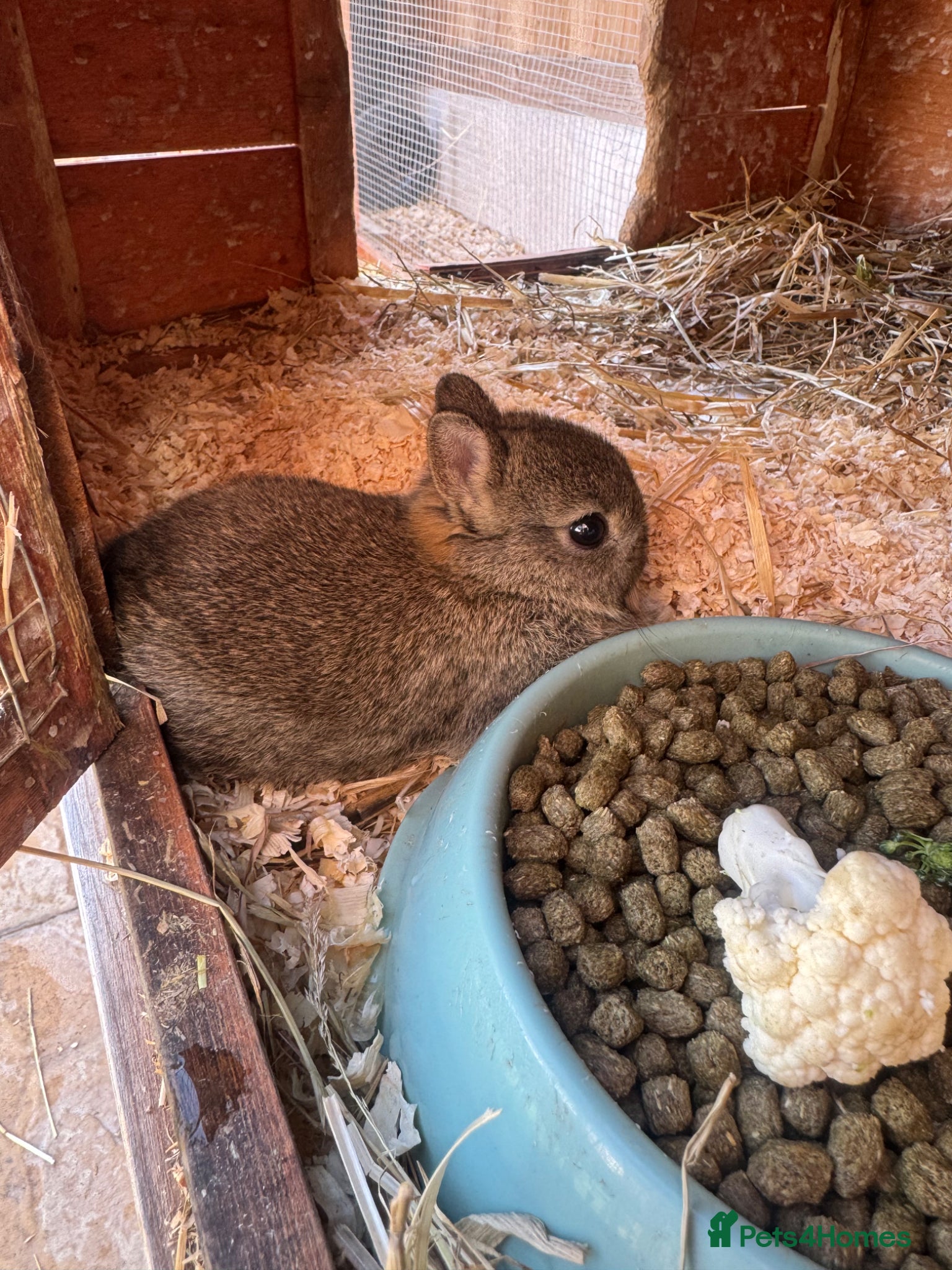 Netherland Dwarf rabbits Cute Netherland Dwarf Baby rabbits - Advert 3