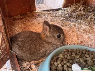 Netherland Dwarf rabbits Cute Netherland Dwarf Baby rabbits - Advert 3