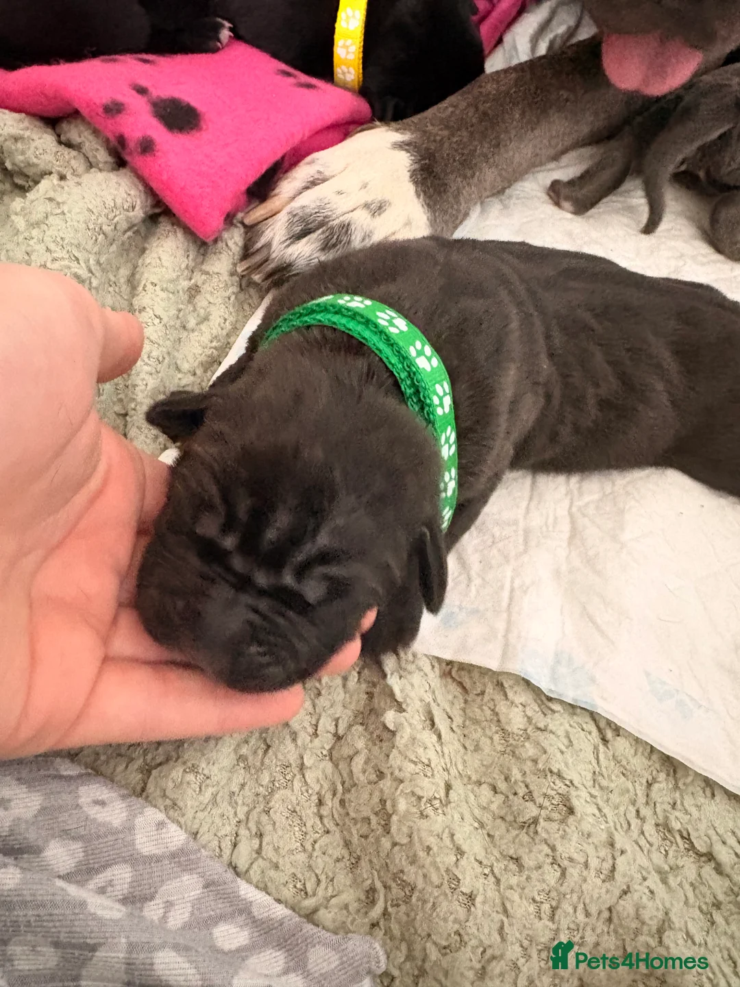 Cane Corso dogs for sale: 4 cane corso puppies for sale  in Sunderland - Advert 9