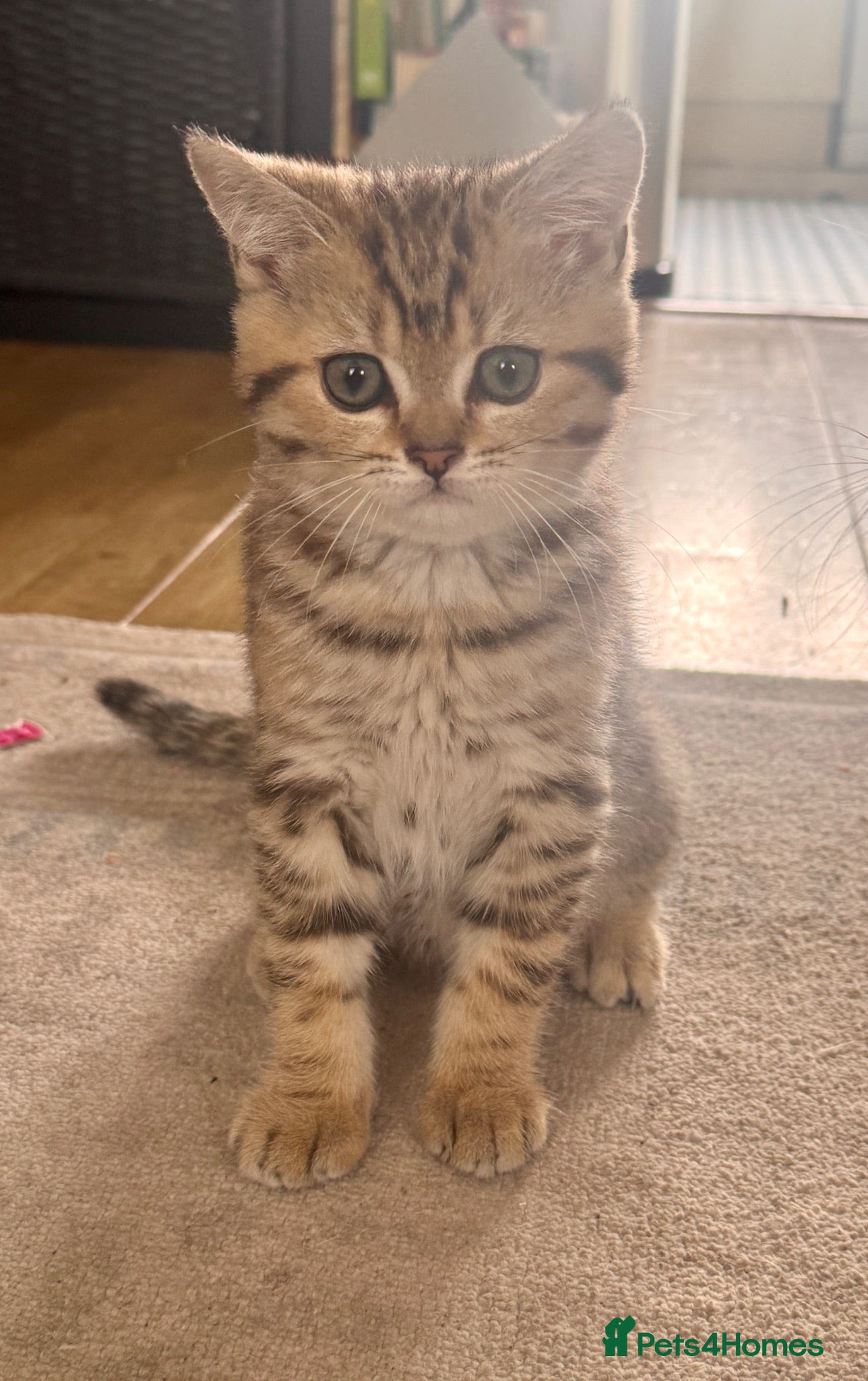 Scottish Fold cats Tiger Kitten  - Advert 2