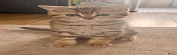 Scottish Fold cats for sale: Tiger Kitten  - Advert 1