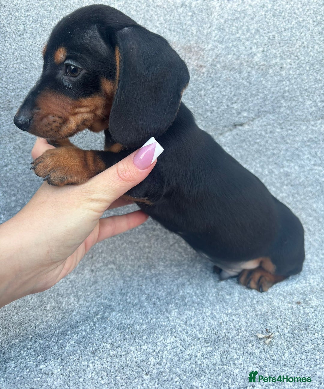 Miniature Dachshund dogs for sale: Mini dachshunds 4 boys  - Advert 4