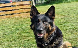 German Shepherd dogs for sale: German Shepherd puppies - Image 12