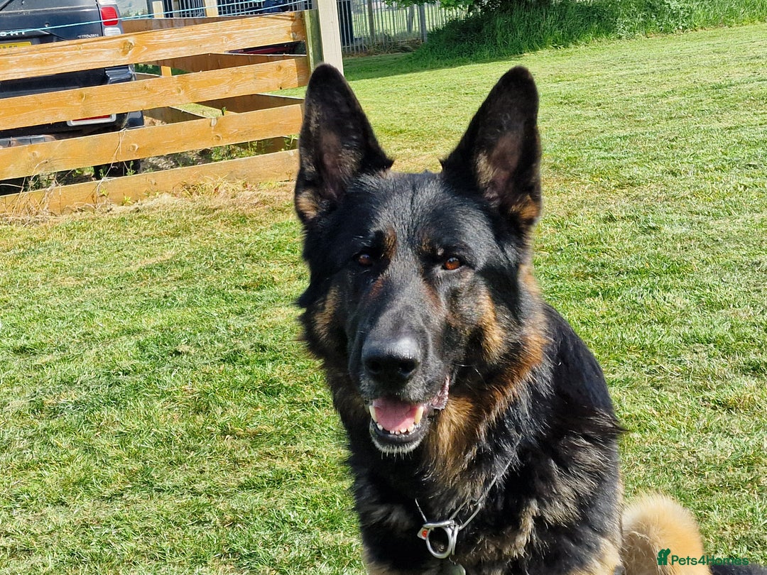 German Shepherd dogs for sale: German Shepherd puppies - Image 12