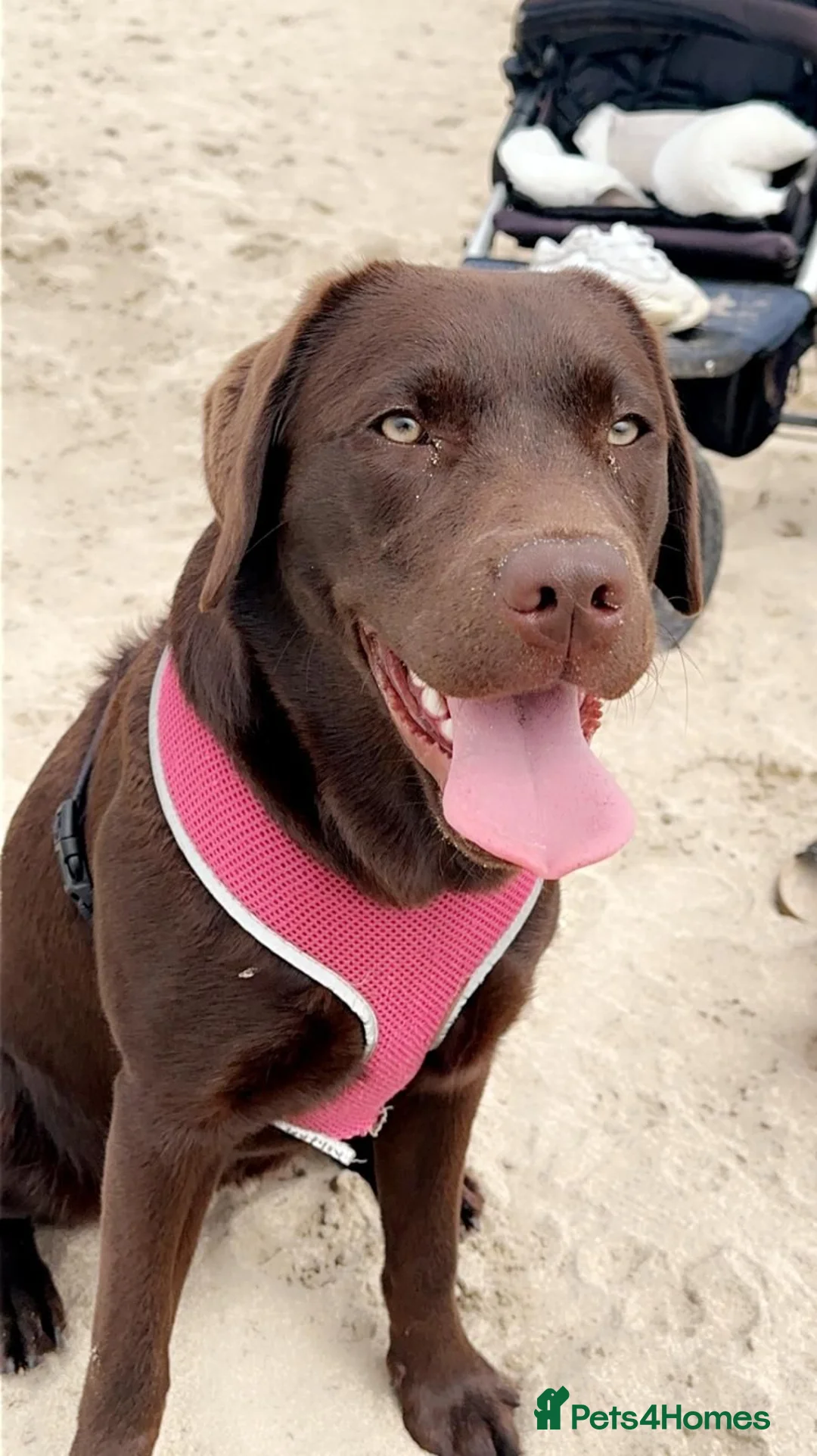 Labrador Retriever dogs for sale: Stunning KC Black Labradors in Redruth - Advert 2