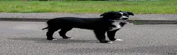 Mixed Breed dogs for sale: Sports/Performance bred puppies 3/4 ASD 1/4 WSD - Advert 3
