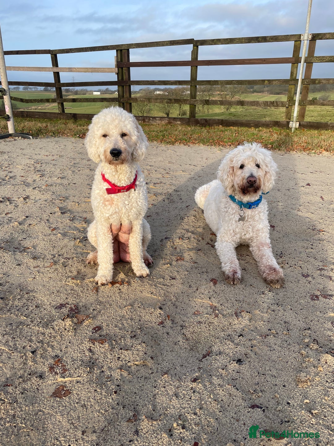 Goldendoodle dogs for sale: Golden doodle puppies  - Advert 1