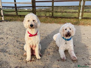 Goldendoodle dogs Golden doodle puppies - Advert 15