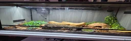 Skink reptiles for sale: Northern blue tongue skink - Advert 4