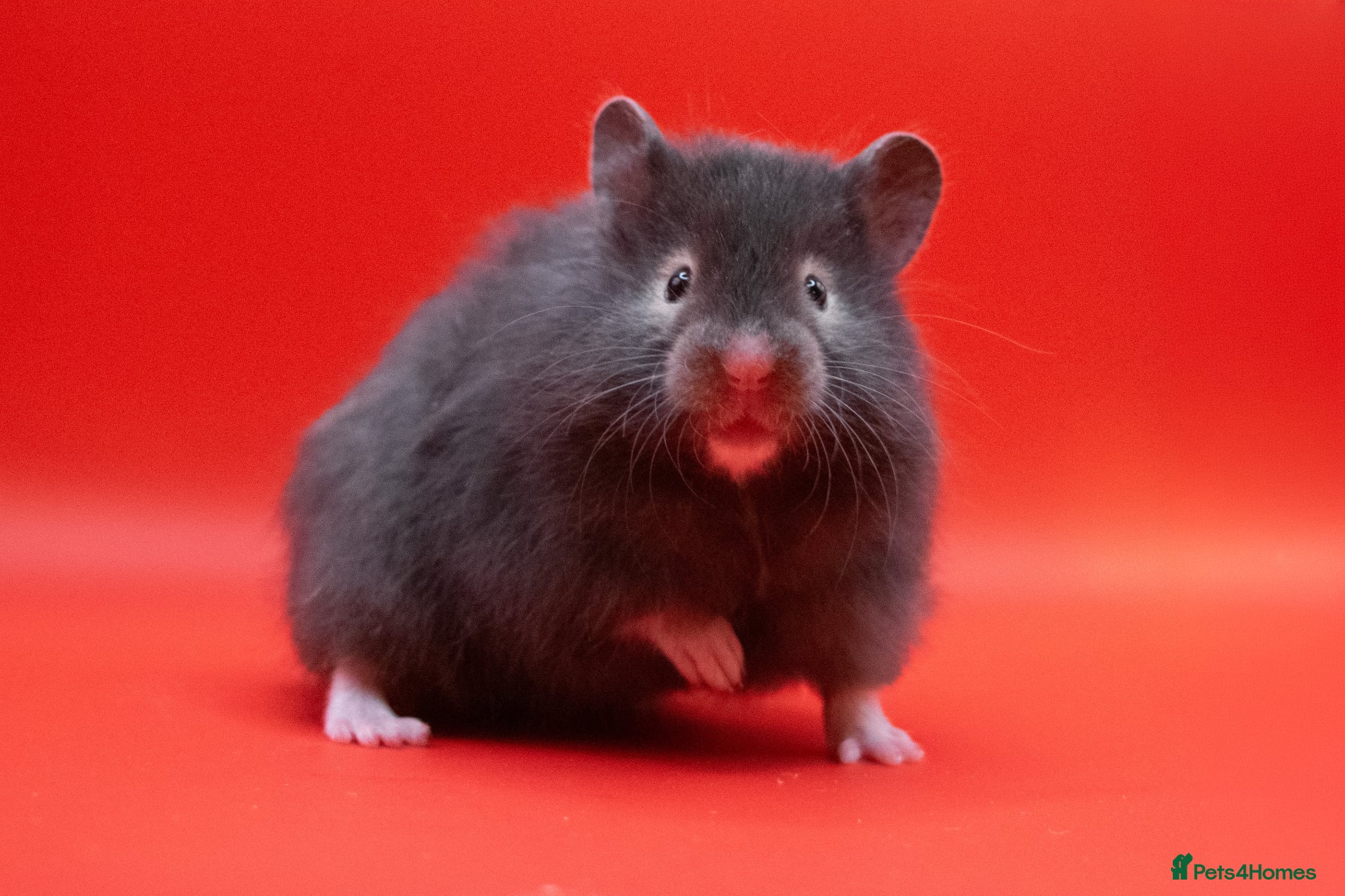Hamster rodents Long Haired Pedigree Syrian Hamster Pups  - Advert 2