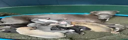 Whippet dogs for sale: Beautiful KC Whippet Puppies - Advert 4