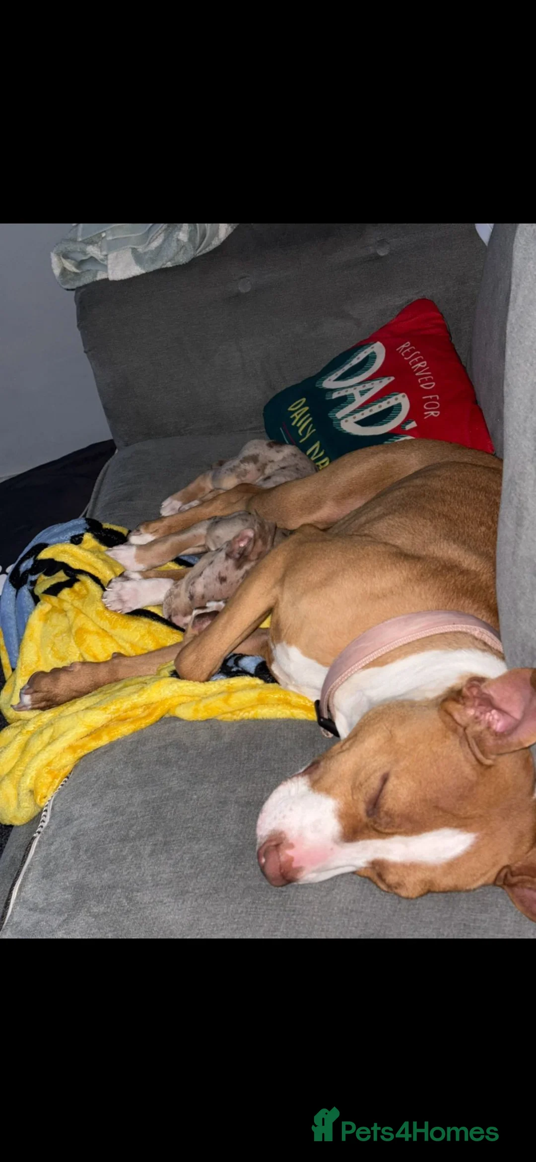 Mixed Breed dogs for sale: Female staffy cross 3 years old in september  - Advert 2
