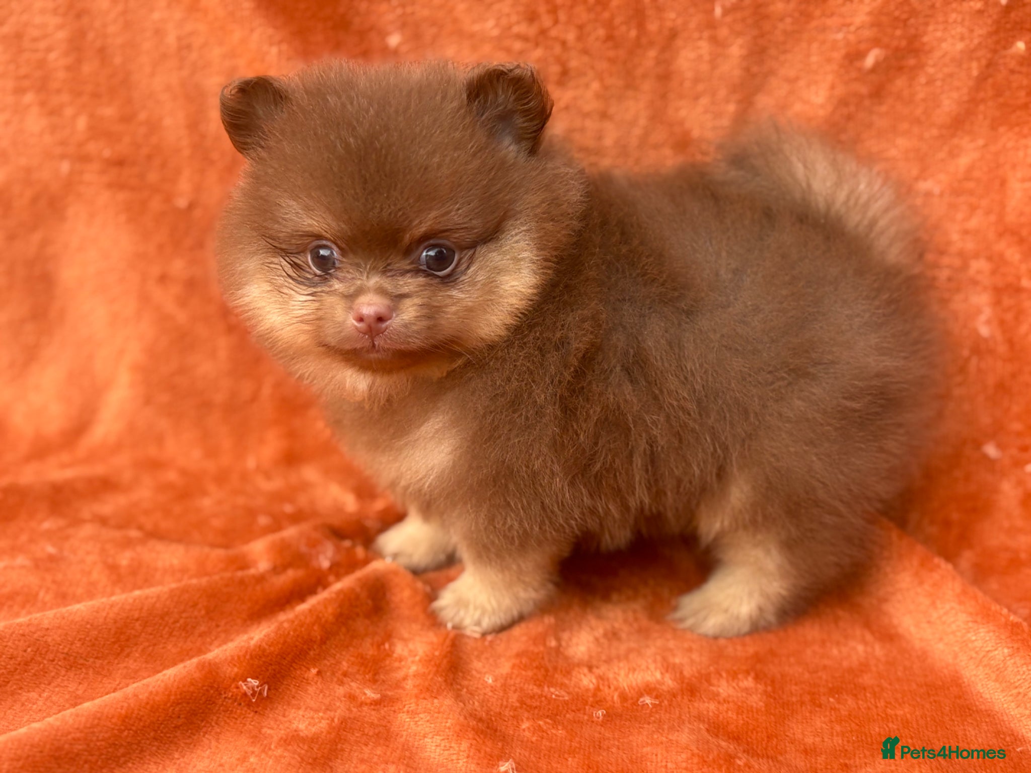 Pomeranian dogs Kc registered Pom babys ready now x - Advert 2