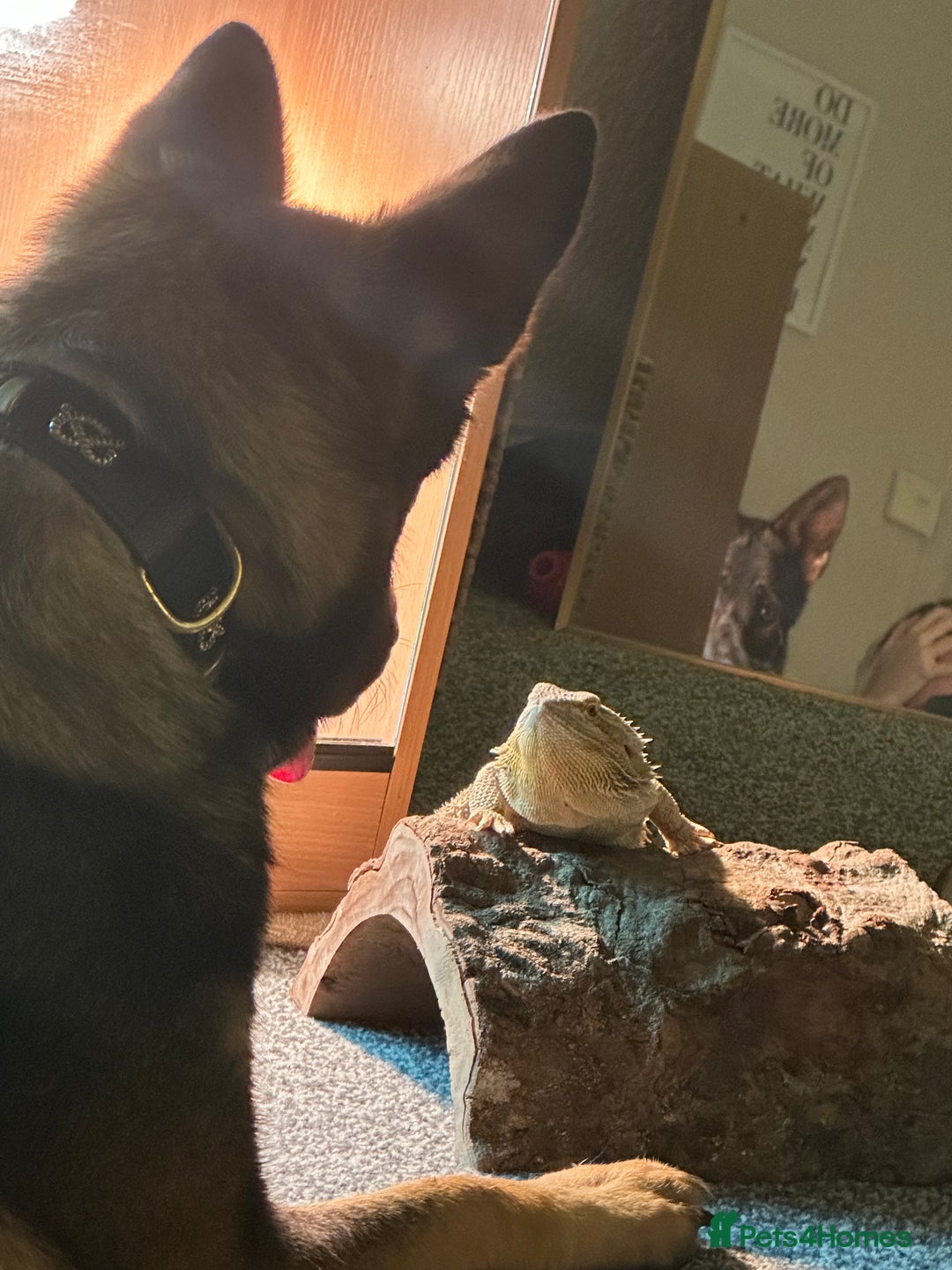 Bearded Dragon reptiles for sale: Female bearded dragon  - Advert 4