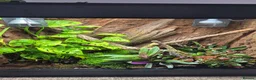 Gecko reptiles for sale: Phelsuma grandis gecko  in Southampton - Advert 6