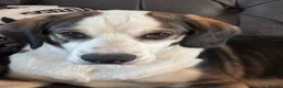 Mixed Breed dogs for sale: Cocker Spaniel x Husky Puppies - Advert 4