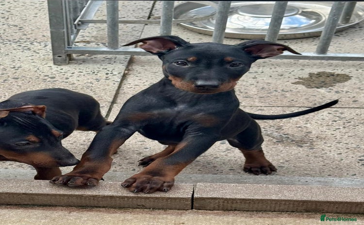 Mixed Breed dogs - Advert 8