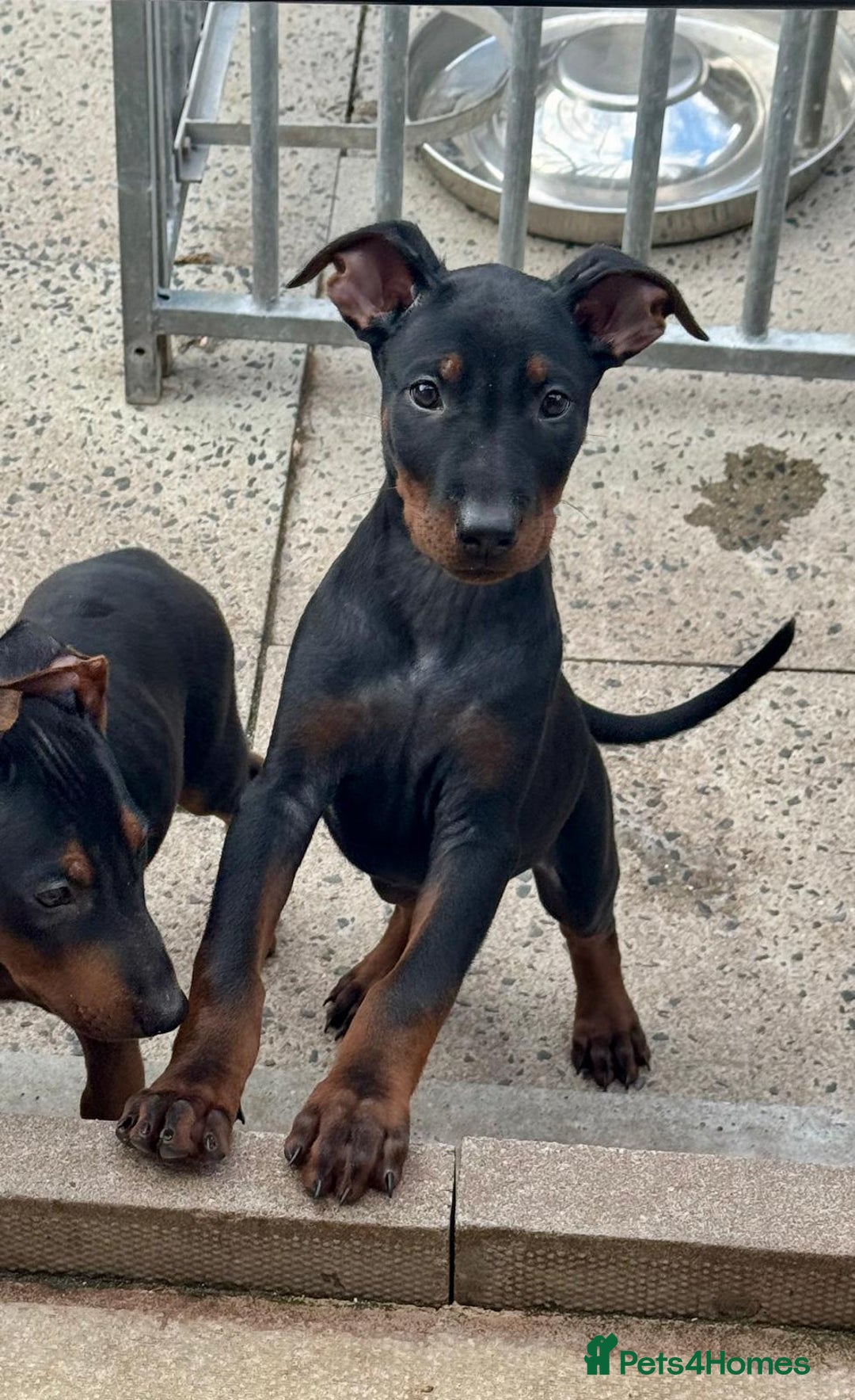 Mixed Breed dogs for sale: Laizhou Hong - Chinese Red Dog puppies - Image 10