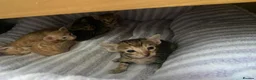 Oriental cats for sale: Oriental x Bengal kittens (Serengeti) in Chelmsford - Advert 3