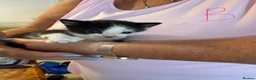 Mixed Breed cats for sale: 10 playful kittens boys and girls available - Advert 8