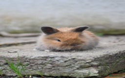 Angora rabbits for sale: French Imported Pedigree English Angoras - Image 11