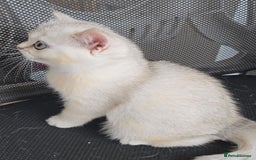 British Shorthair cats for sale: Scottish Straight 2 month old girl - Advert 5