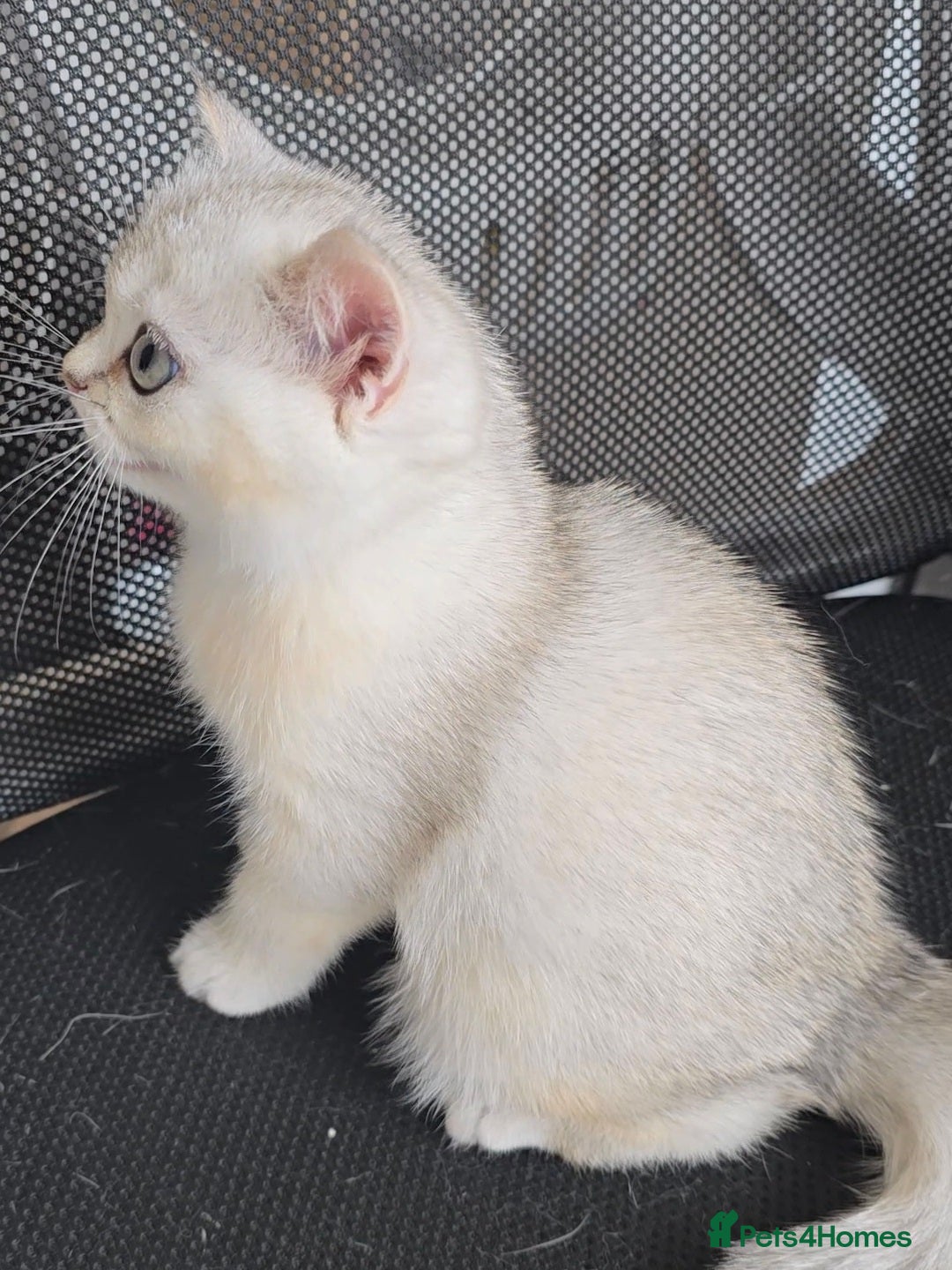 British Shorthair cats for sale: Scottish Straight 2 month old girl - Advert 5