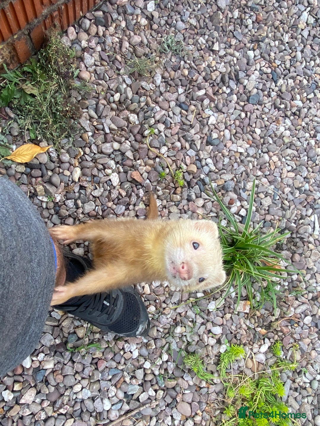 Ferret rodents for sale: Cinnamon male  - Image 1