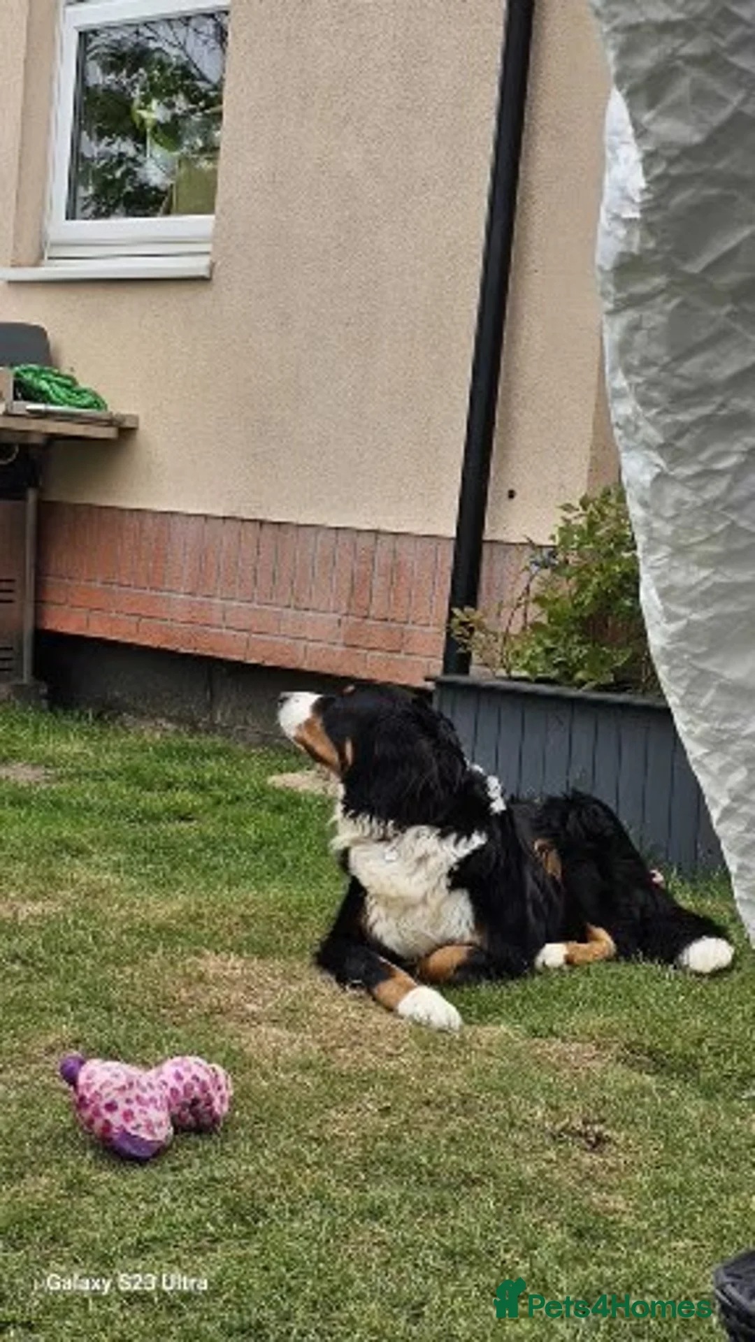 Bernese Mountain Dog dogs for sale: 🐾Bernese Mountain Dog Puppies Expected of May 🐾 - Advert 9