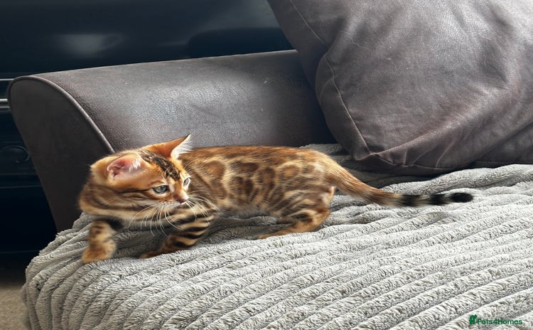 Bengal cats - Advert 15