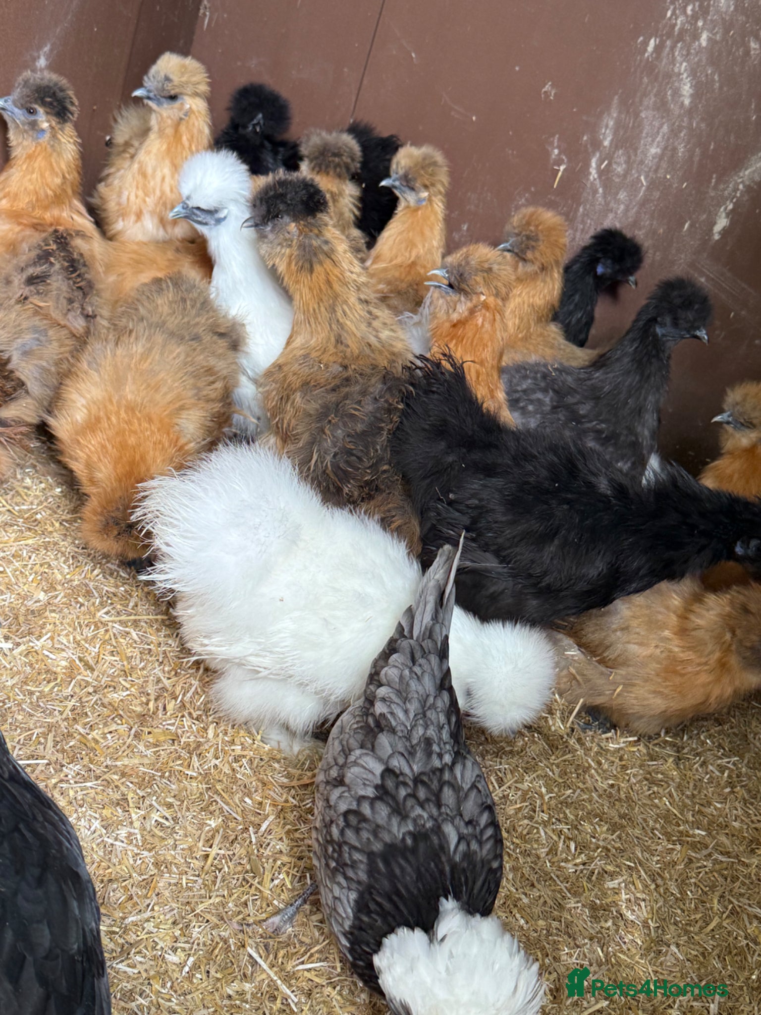 Chickens poultry for sale: Silkie hens kings Lynn  - Advert 4