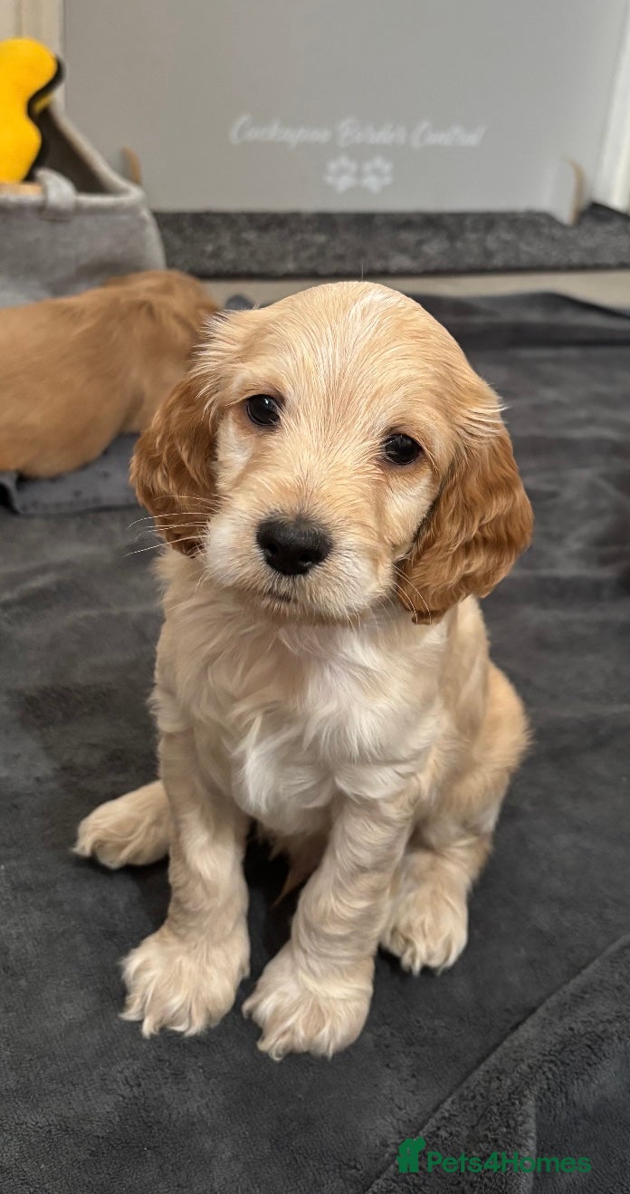 Cockapoo dogs F1b cockapoo puppies  - Advert 3