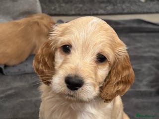 Cockapoo dogs F1b cockapoo puppies - Advert 3