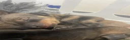 Dachshund dogs for sale: Beautiful wired haired sausage dogs  in Penrith - Advert 5
