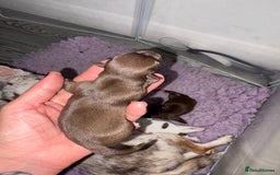 Chihuahua dogs for sale: 🐶 xxs Stunning pure chihuahua pups 🐶 - Image 12